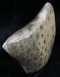 Free-Standing Polished Fossil Coral Display #25733-2